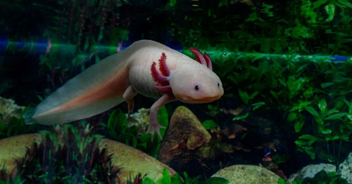 Axolotls