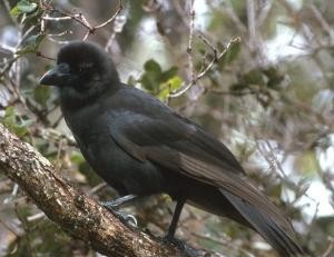 Hawaiian Crow