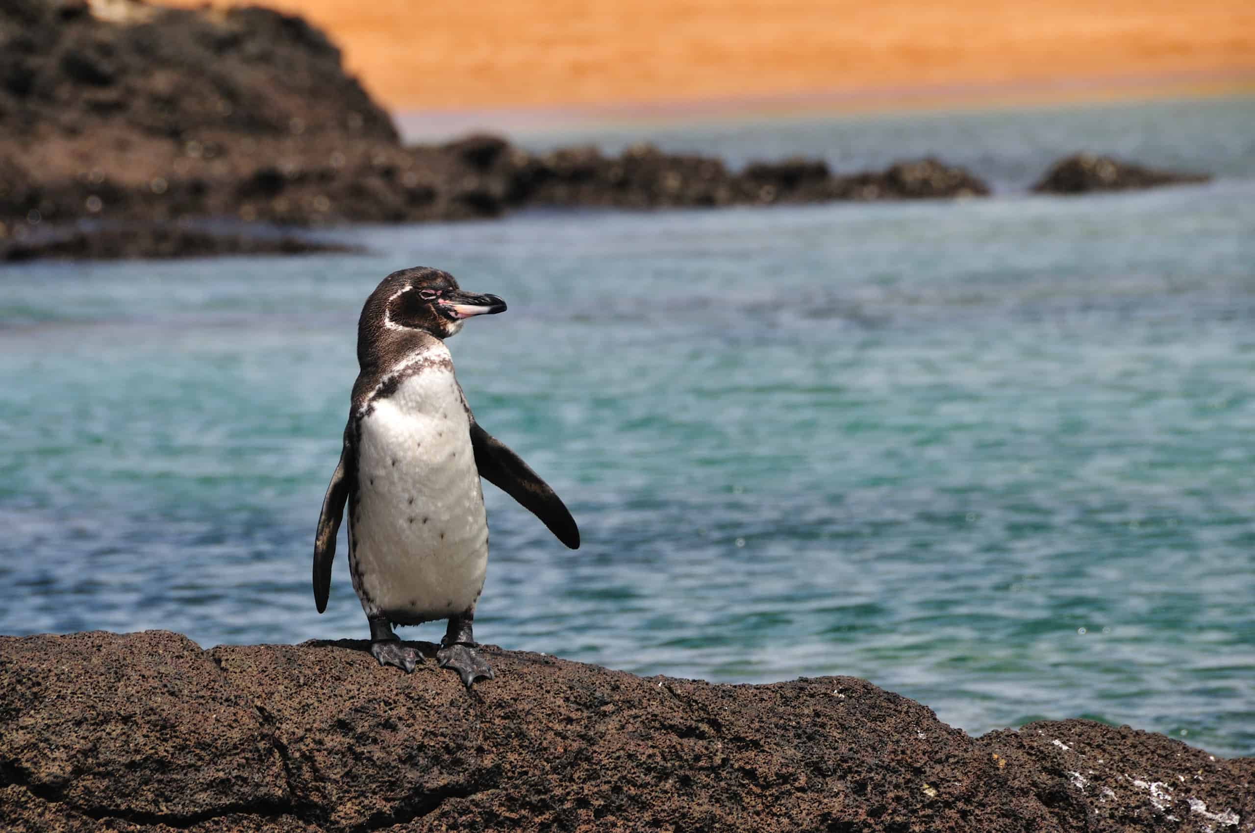 Galápagos penguins