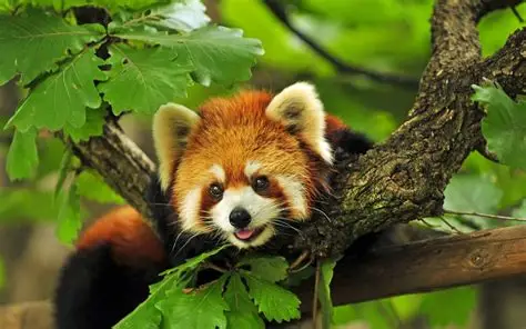 Red Panda