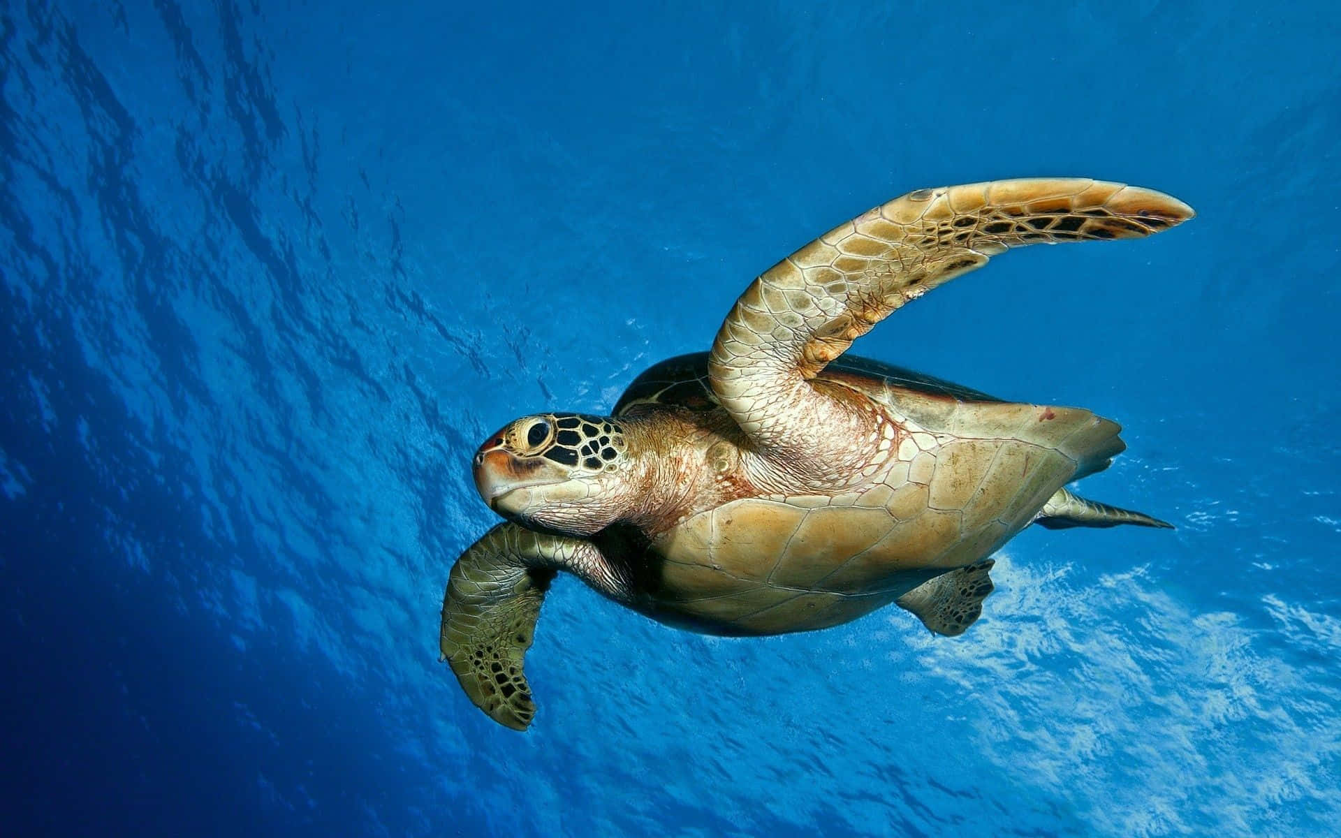 Hawksbill Turtle